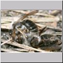 Andrena vaga - Weiden-Sandbiene -07- 14a Paarungsversuch am toten Weibchen.jpg